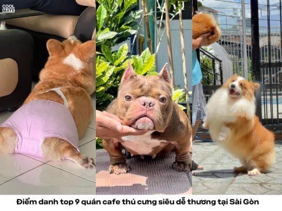 Điểm danh top 9 quán cafe thú cưng siêu dễ thương tại Sài Gòn